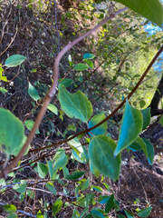 Philadelphus lewisii