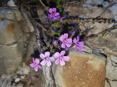 Jamesbrittenia microphylla