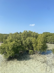 Avicennia marina