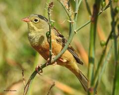 Emberiza hortulana