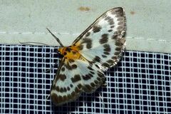 Anania hortulata