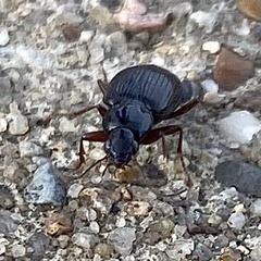 Agonum punctiforme
