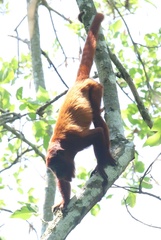 Alouatta sara