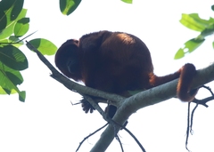 Alouatta sara