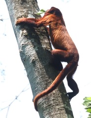 Alouatta sara