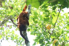 Alouatta sara