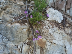 Jamesbrittenia microphylla