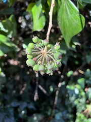 Hedera canariensis