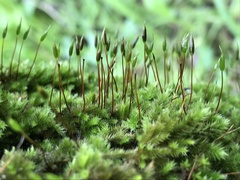 Homalothecium sericeum