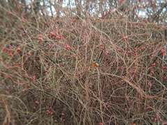 Alcedo atthis ispida