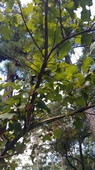 Anisota fuscosa