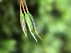 Homalothecium sericeum