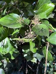 Hedera canariensis