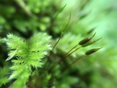 Homalothecium sericeum