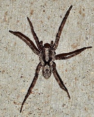 Gladicosa pulchra