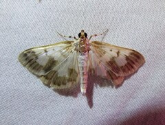 Polygrammodes langdonalis