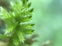 Homalothecium sericeum