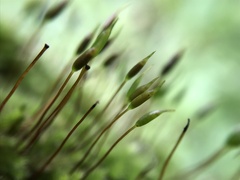 Homalothecium sericeum