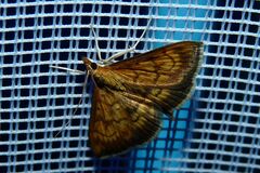 Ecpyrrhorrhoe rubiginalis