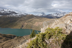 Juniperus communis saxatilis