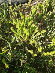 Crassula ericoides