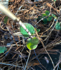 Lonicera hispidula