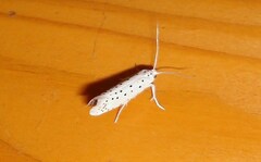 Yponomeuta malinellus