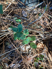 Lonicera hispidula