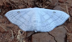 Problepsis digammata