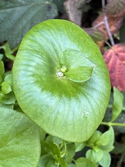 Claytonia perfoliata