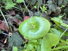 Claytonia perfoliata