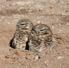 Athene cunicularia hypugaea