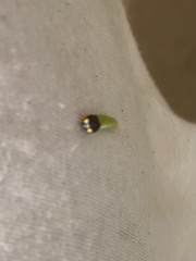 Eudaminae