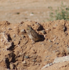 Athene cunicularia hypugaea
