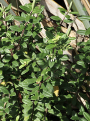 Veronica elliptica