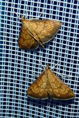 Ecpyrrhorrhoe rubiginalis