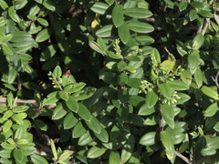 Veronica elliptica