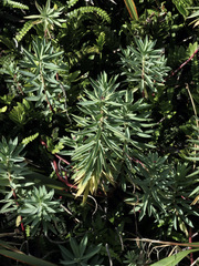 Euphorbia glauca