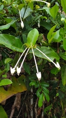 Posoqueria latifolia