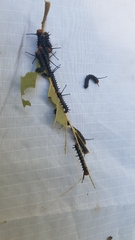 Anisota fuscosa