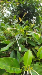 Posoqueria latifolia