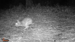 Sylvilagus floridanus