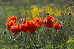 Papaver orientale
