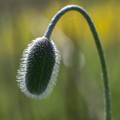 Papaver orientale