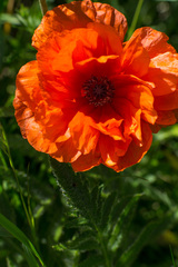 Papaver orientale