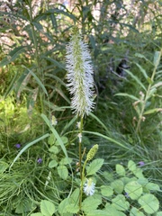 Sanguisorba stipulata
