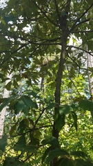 Anisota fuscosa