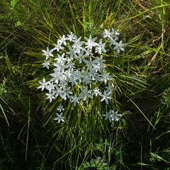 Ornithogalum umbellatum