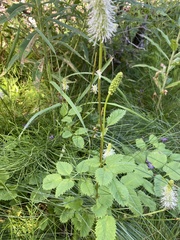 Sanguisorba stipulata