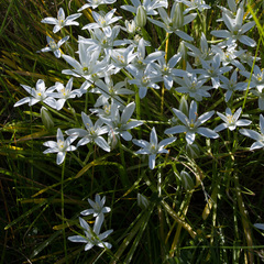 Ornithogalum umbellatum